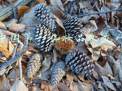 中国第一化妆品批发网叫什么(花西子成立美妆集团公司 注册资本5000万)