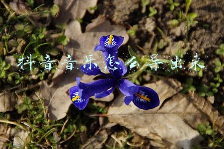 抖音音乐怎么导出来