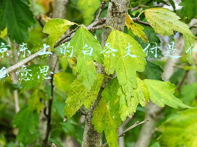 京东白条支付啥意思(京东白条到底是不是消费贷？)