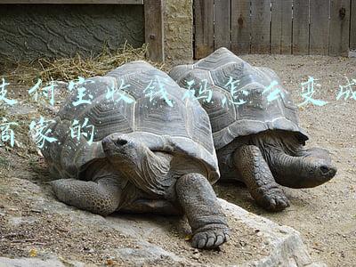 支付宝成为收钱码商家(个人收款码 将转为商户码？详细解读来了)