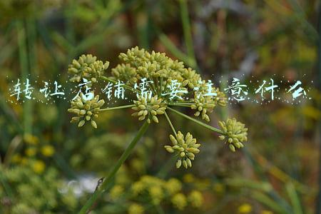 转让店铺需要注意什么