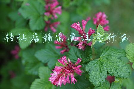 转让店铺需要注意什么