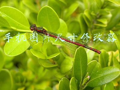 手机图片尺寸修改器