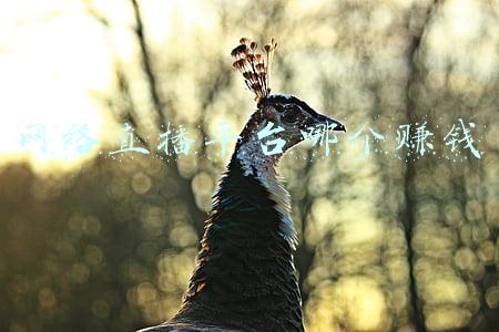 网络直播平台哪个赚钱