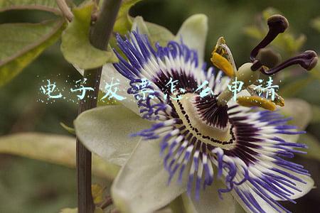 电子发票怎么申请