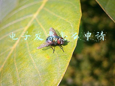 电子发票怎么申请作废(电子发票开错了可以作废吗？一图了解)