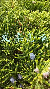 电子发票怎么申请