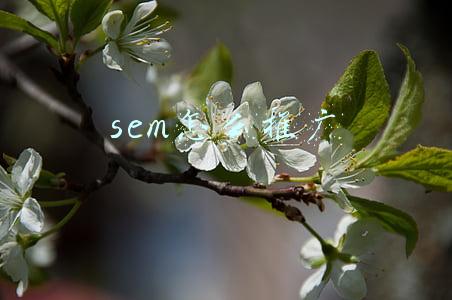 sem怎么推广