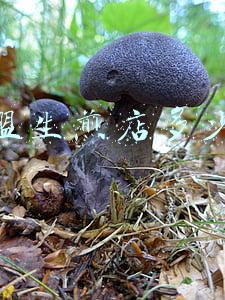 生煎连锁店-生煎包品牌排行榜是哪些？