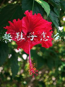 涉趣鞋子怎么样