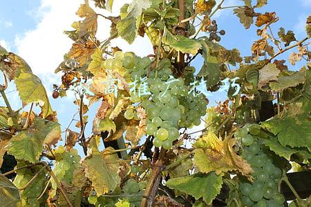 微商的营销策略及方法(微商该如何做好？如何引流客户？答案就在)