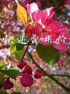 国际快递费用价格表