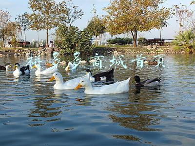 拼多多商城首页