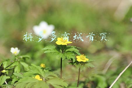 拼多多商城首页电脑版官网(半月谈丨要“大牌”不要“白牌”：国货品牌能否久红不衰？)