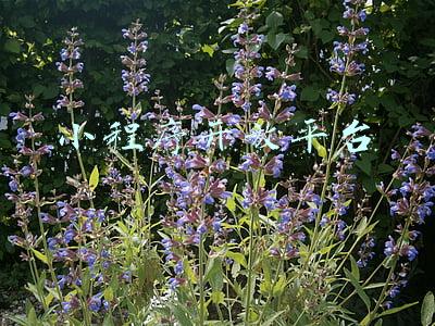 小程序开放平台主体关联(小程序违规是怎么回事？微信小程序违规如何？)