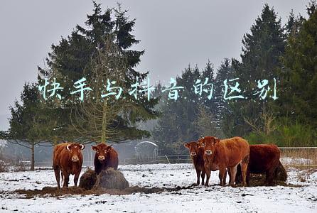 快手与抖音的区别