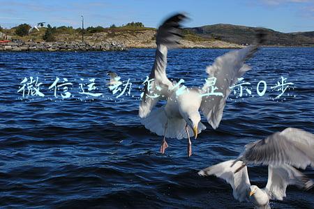 微信运动怎么显示0步