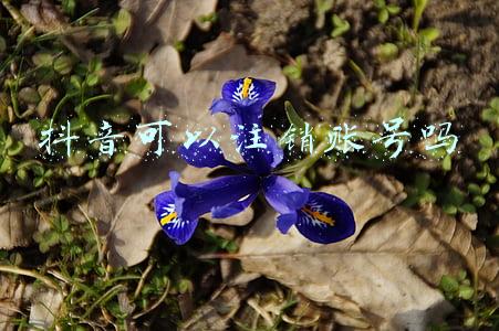 抖音可以注销账号吗