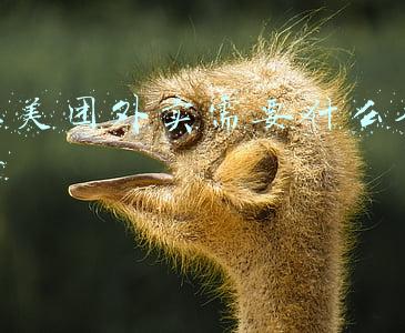 上美团外卖需要什么条件