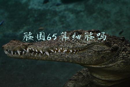腰围65算细腰吗