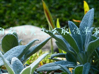 饿了么自动续费怎么取消苹果(饿了么会员自动续费怎么取消？饿了么自动续费关闭教程)