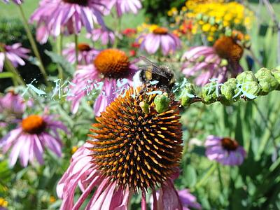 人脸识别二次开发