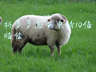 拼多多怎么申请10倍赔偿
