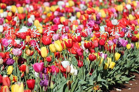 开个蛋糕店需要投资多少钱（开蛋糕店需要多少钱总投资明细）