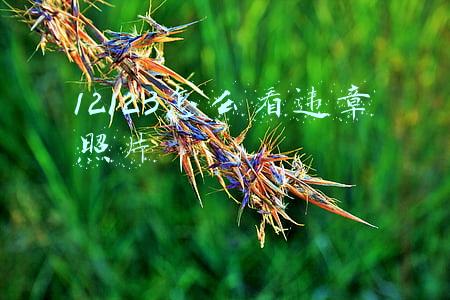 12123怎么看违章照片加载不出来(违章图片怎么查询)