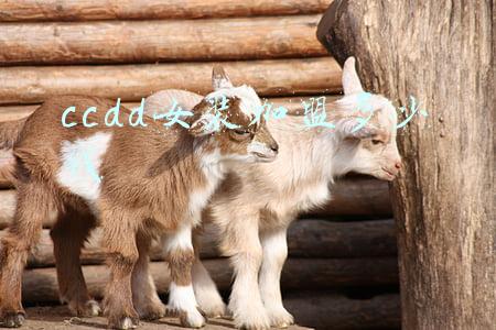 ccdd女装加盟多少钱