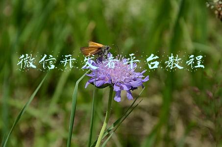 微信开发者平台教程