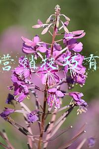 网络营销技巧有哪些