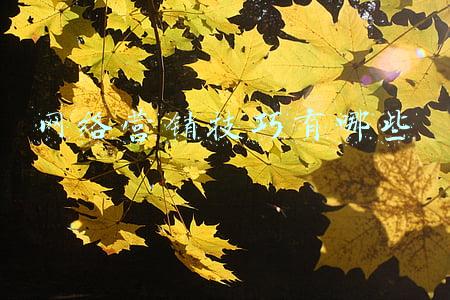 网络营销中的四种方法(现在的网络营销手段)