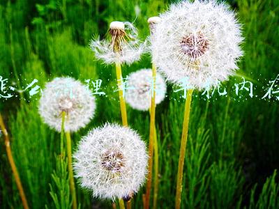 怎么清理苹果手机内存垃圾最彻底(分享一些iphone手机清理内存的几个小方法)