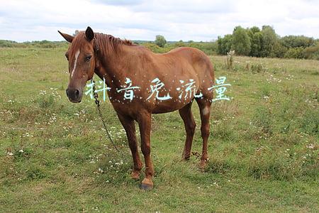 抖音免流量