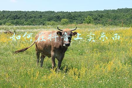 如何在抖音上卖东西