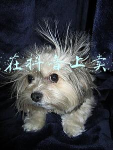 如何在抖音上卖东西
