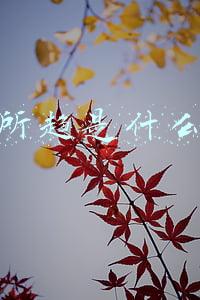 大势所趋是什么意思(「行测专项」言语理解部分关键成语积累)