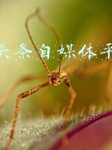 今日头条自媒体平台赚钱