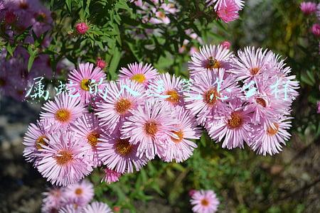 属蛇的人运气怎么样