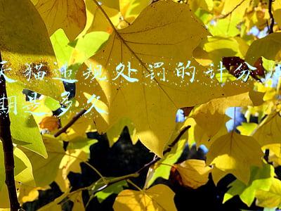 天猫违规处罚的计分周期是多久