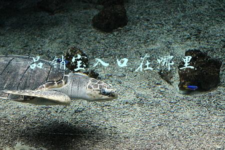 品销宝入口在哪里