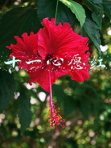 双十一心愿红包多少钱(「重磅」天猫双11红包心愿单攻略 淘宝双十一红包省钱技巧)