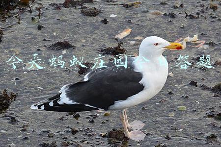 今天蚂蚁庄园今日答题