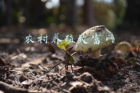 农业养殖种植致富网(生态种养一体化 致富经济新方法)