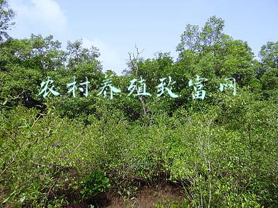 湖南农村养殖致富网(盘点湖南养殖业上市公司：2022年曙光在前)