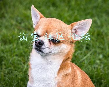 淘宝交流论坛(2021齐鲁淘宝村高峰论坛落户聊城，带来哪些新机遇？)