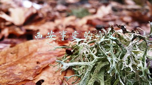 西安事变的意义