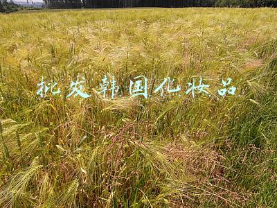 批发韩国化妆品直邮到中国多少天(菜鸟牵手韩国知名跨境美妆平台 进口韩国商品海运最快3日可达)