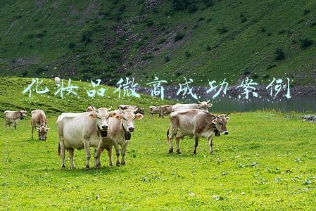 化妆品微商成功案例